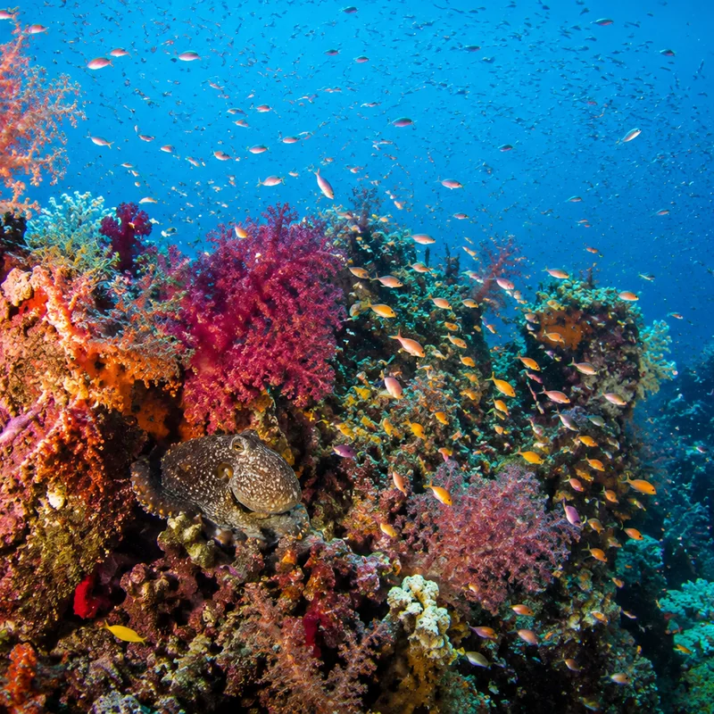 Coral reef with fish